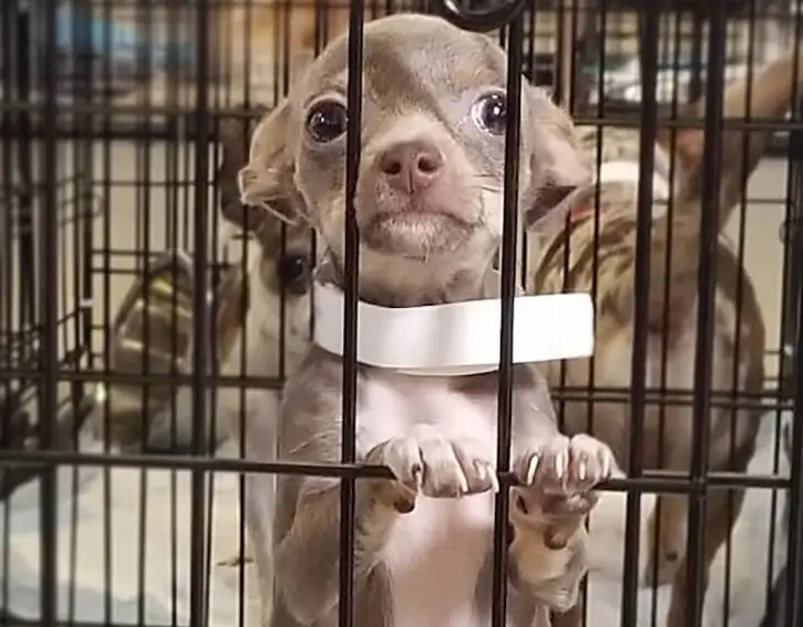 A small chihuahua puppy in a cage, rescued by Pasado's Safe Haven, an animal welfare organization in WA.
