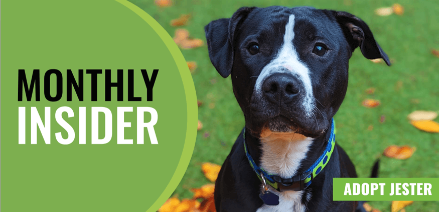 Monthly Insider Newsletters for Dog Adoption during Easter.