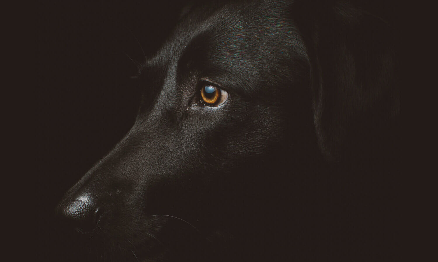 A black labrador dog with blue eyes on a black background, symbolizing important policy changes during the legislative session.