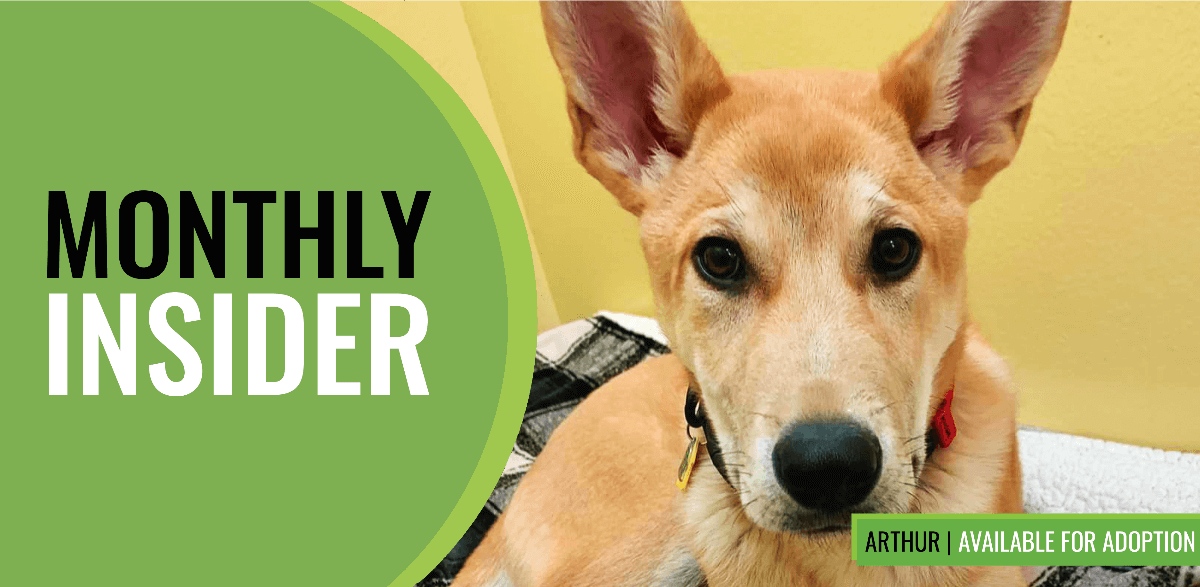 A dog is laying on a blanket with the words monthly insider newsletters.