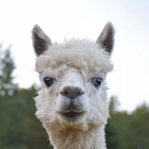 Close-up of an alpaca looking directly at the camera.
