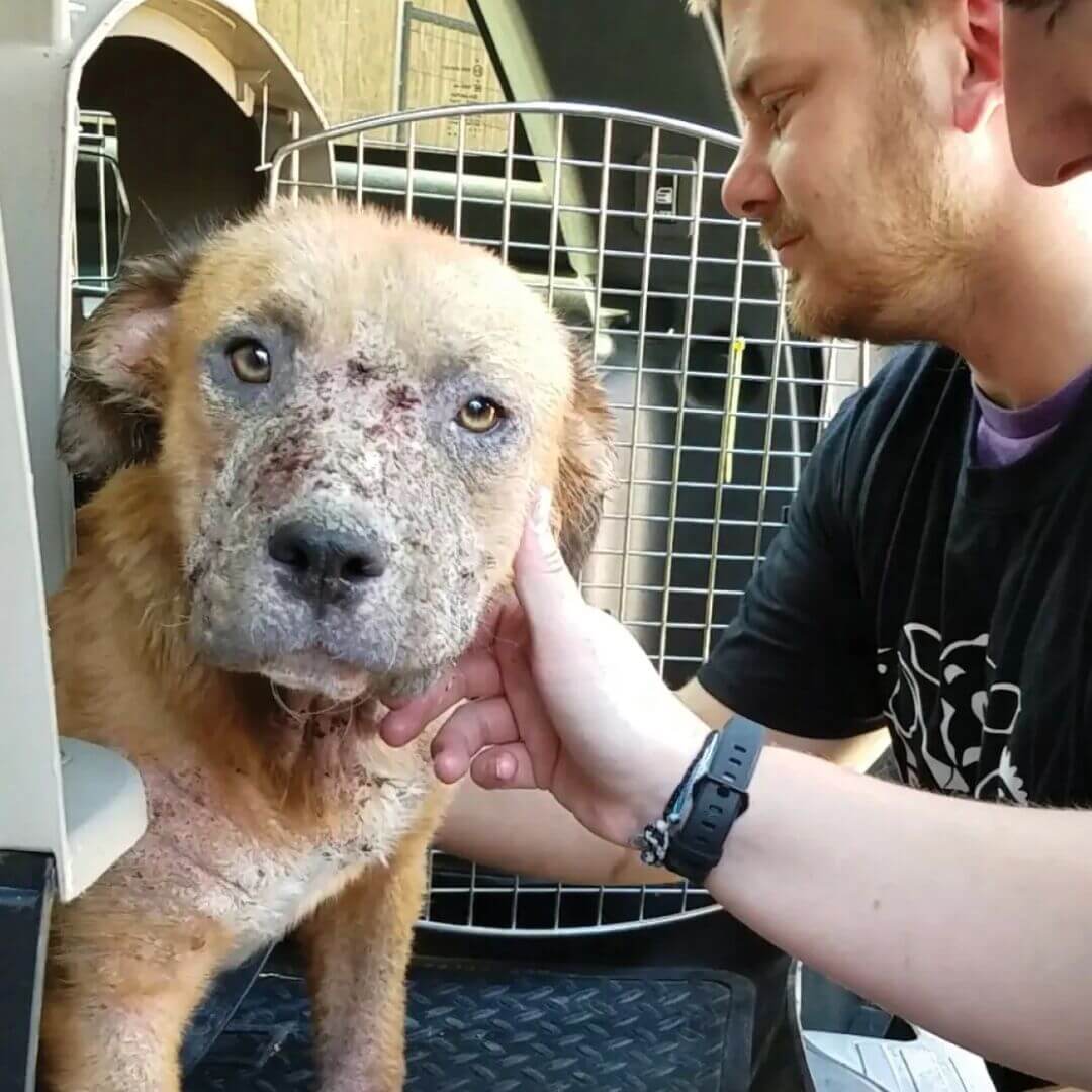 A man comforts a dog that was rescued from neglect.