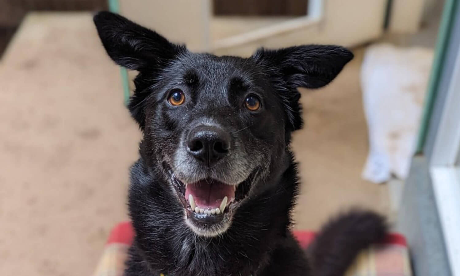 A black dog with perked ears and a happy expression.