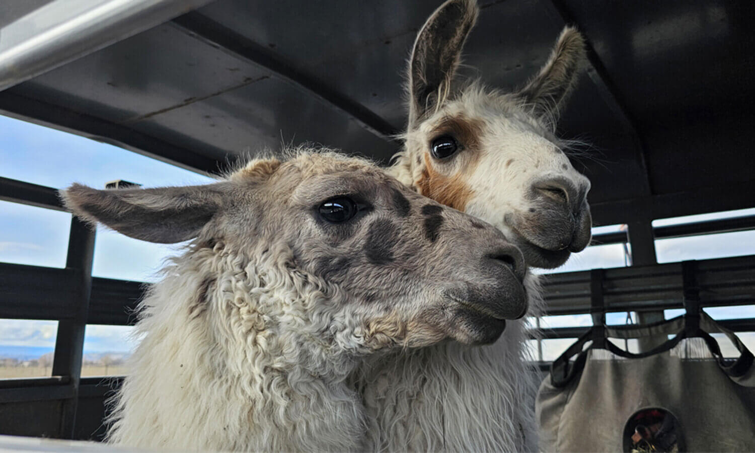 Two llamas looking curiously at the camera from inside a trailer after being rescued.