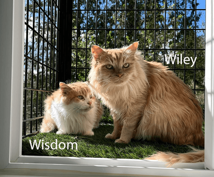 https://www.pasadosafehaven.org/wp-content/uploads/2024/03/Wisdom-and-Wiley-3.png
