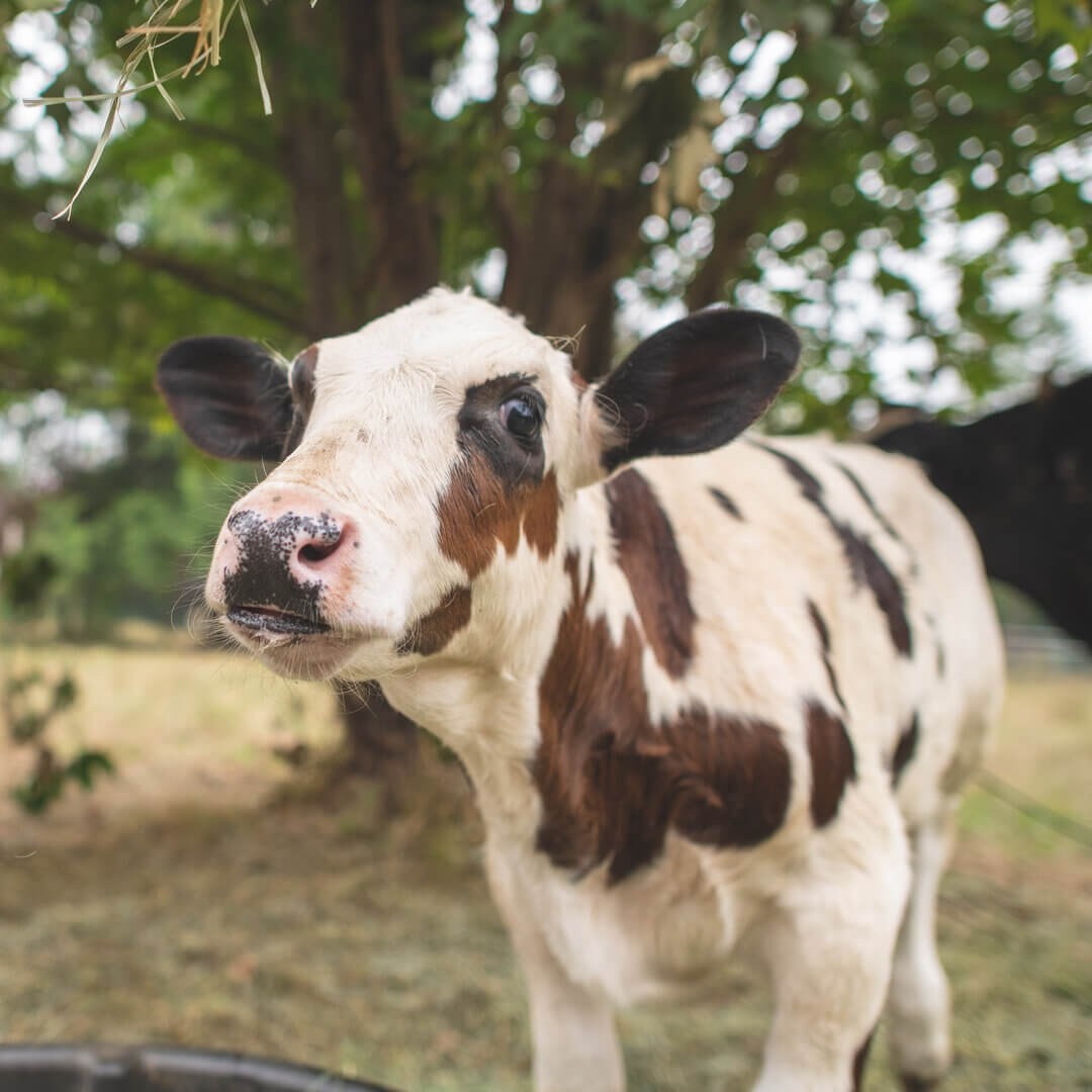 Close-up of a brown and white cow with a curious expression, standing under a tree.