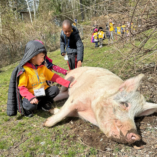 Two children pet a large pig lying down outdoors during a school field trip.