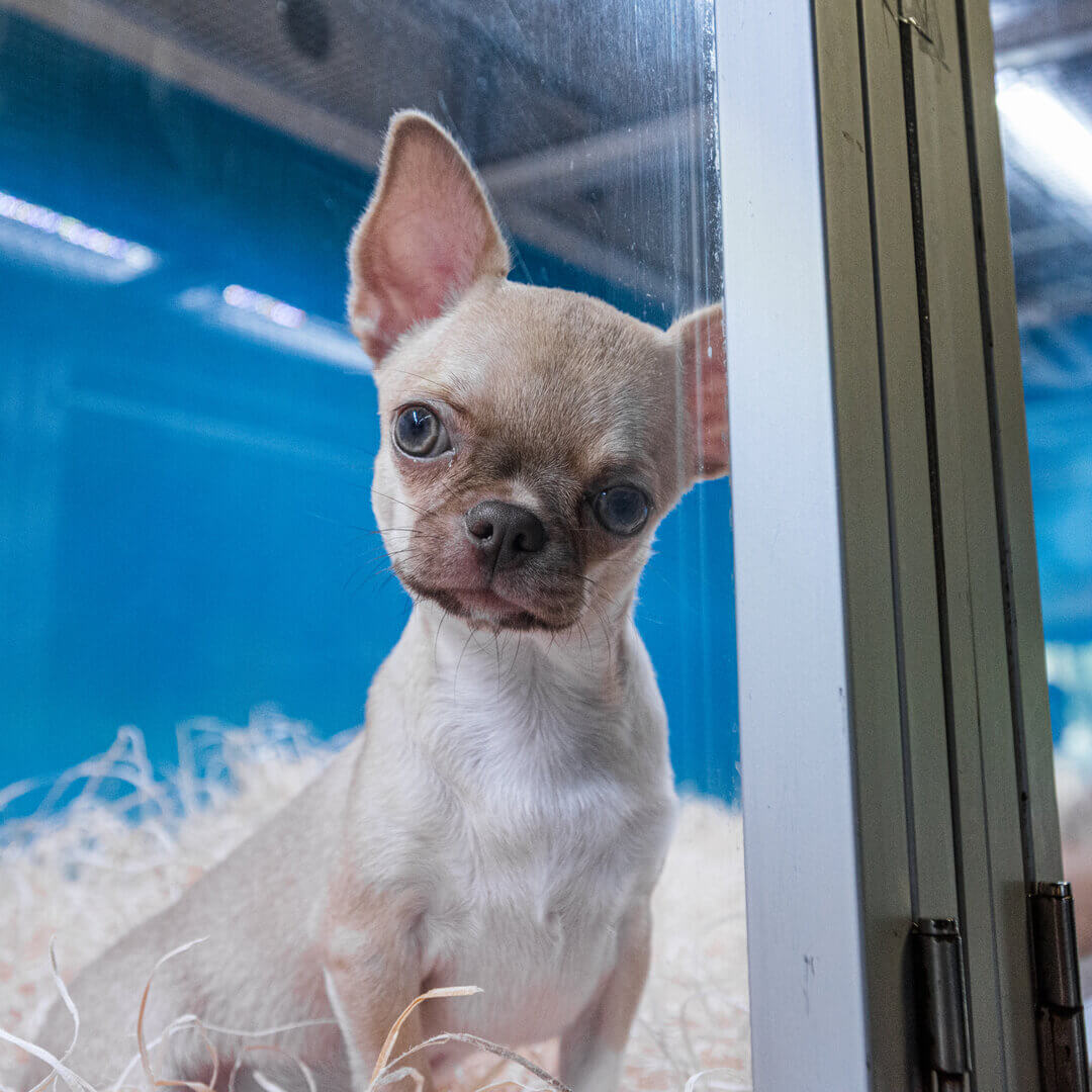 A small chihuahua with a light brown coat and a white chin, peeking from behind a glass door in pet store.