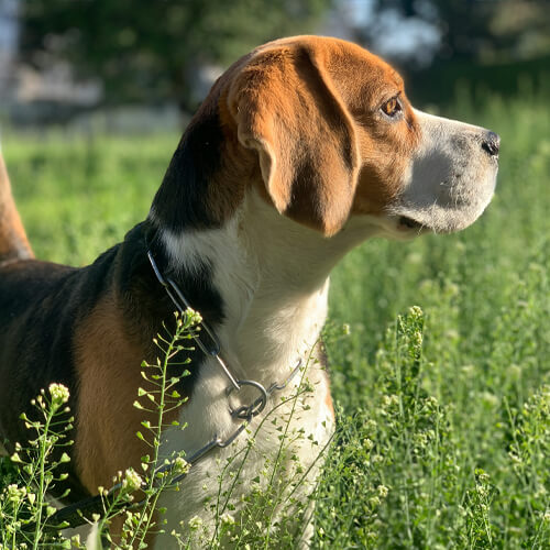 A beagle dog wearing a collar, profile view, sitting in a sunlit field with green grass.