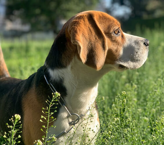 A beagle with a brown and white coat stands in a grassy field, wearing a collar, looking intently to the right, embodying the gentle spirit often associated with compassionate education.