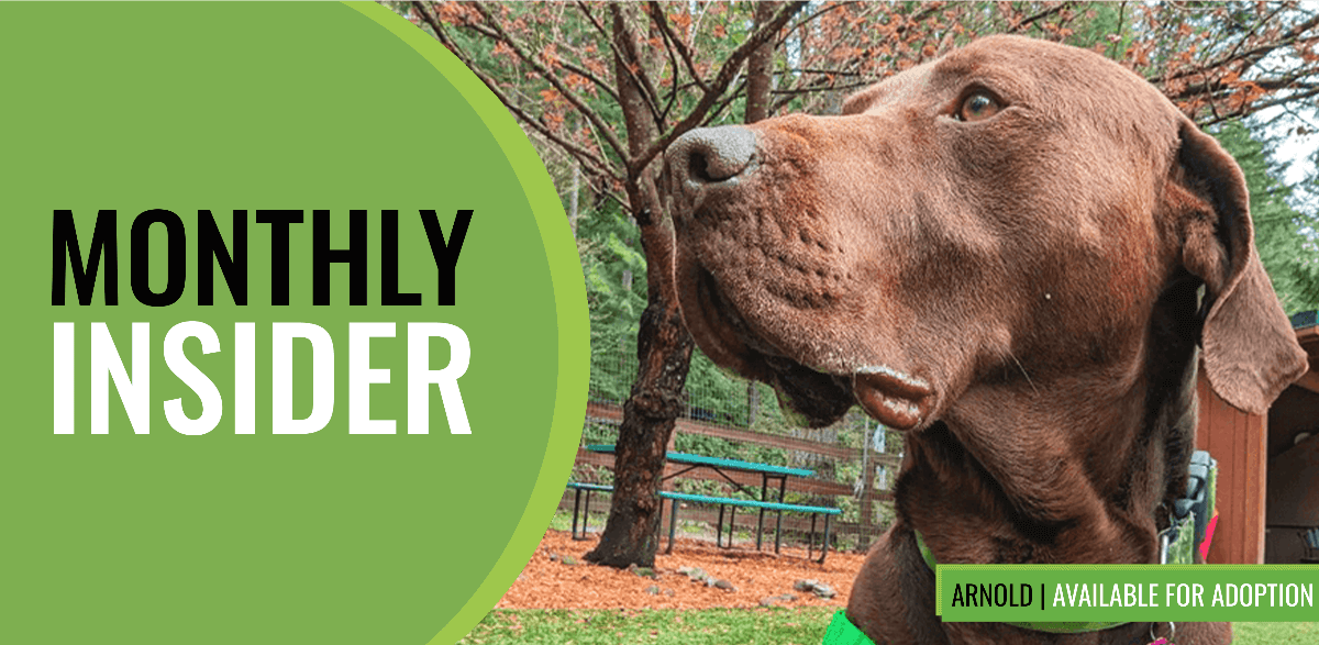 Large brown dog named Arnold looking upwards with “Monthly Insider” text. A green banner indicates that the dog is available for adoption.