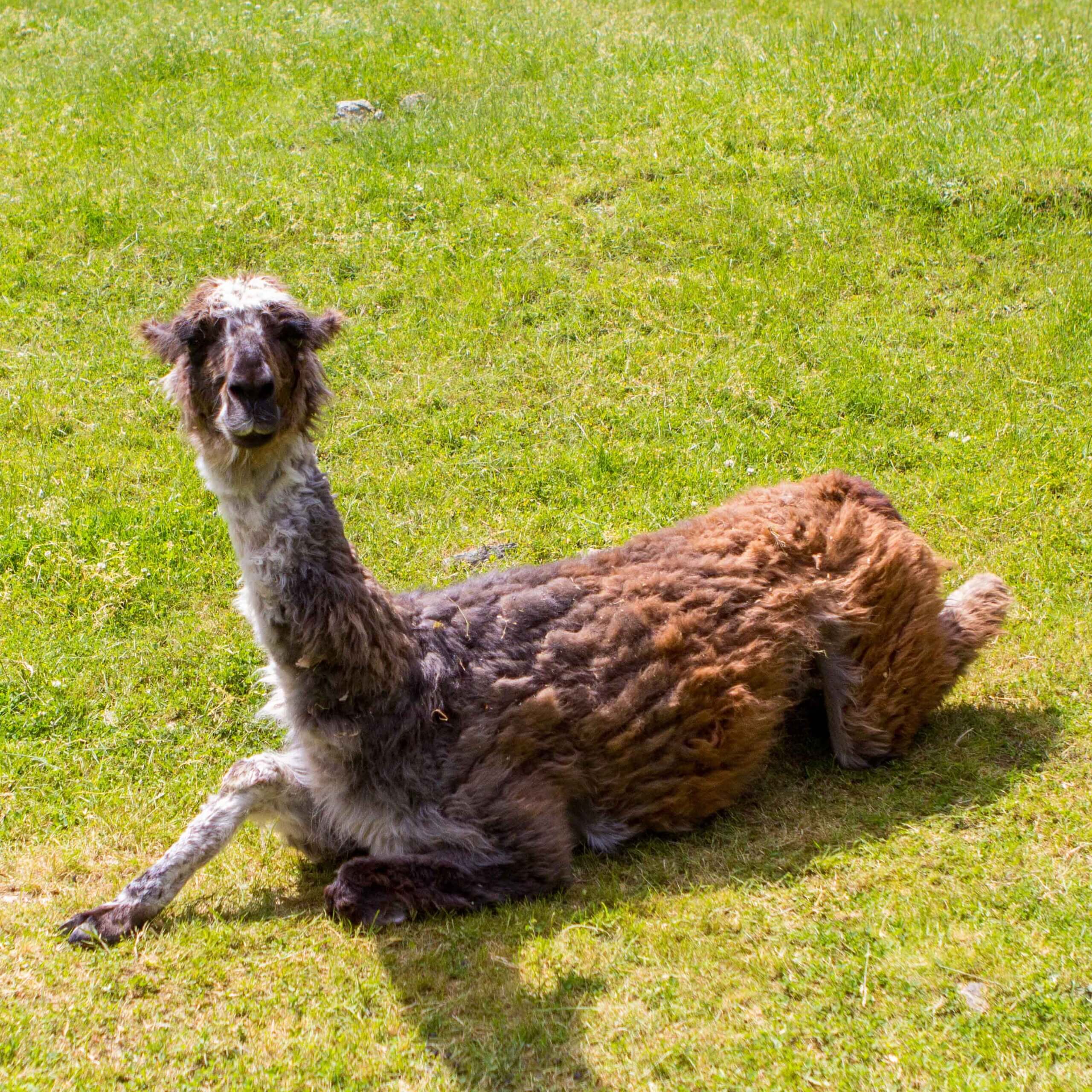 A llama lies down on a grassy field.