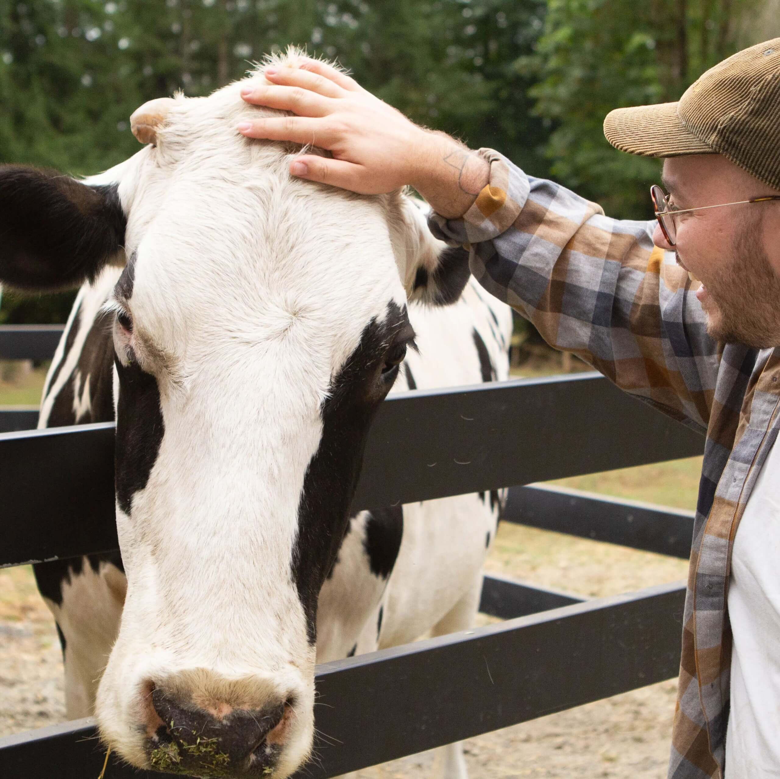 A person wearing a plaid shirt and cap lovingly pets a black and white cow over a wooden fence in a rural setting, capturing the serene charm of animal sanctuary tours.