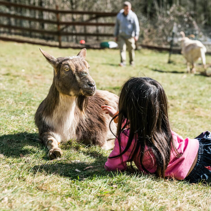 A child in a pink top lies on the grass facing a goat, embodying the peaceful atmosphere of animal sanctuary tours. In the background, a person stands near another goat, creating a serene scene of human and animal connection.
