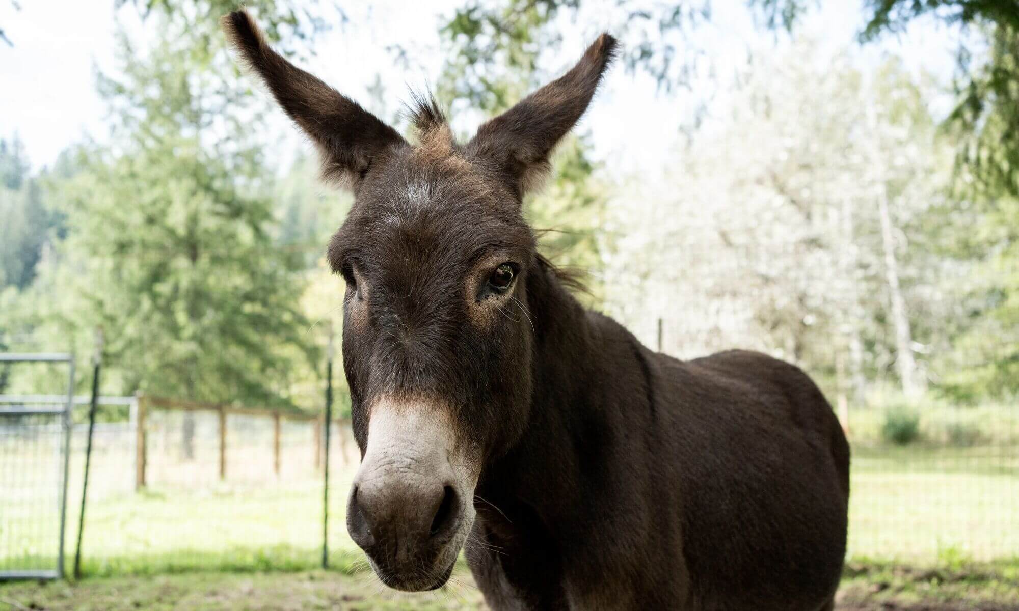A brown donkey stands in a grassy area with trees and a wire fence in the background, enjoying the peaceful serenity of its home.