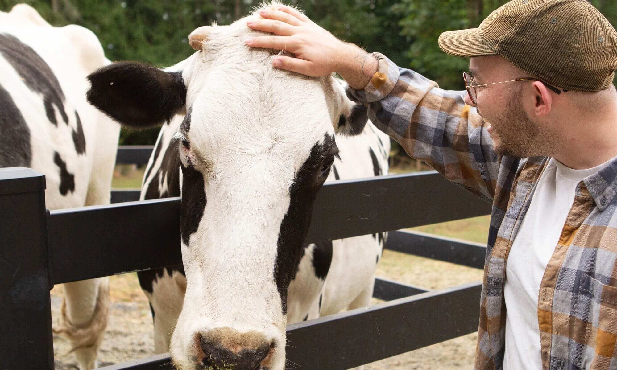 A man in a plaid shirt and cap gently pets a black and white cow over a wooden fence.
