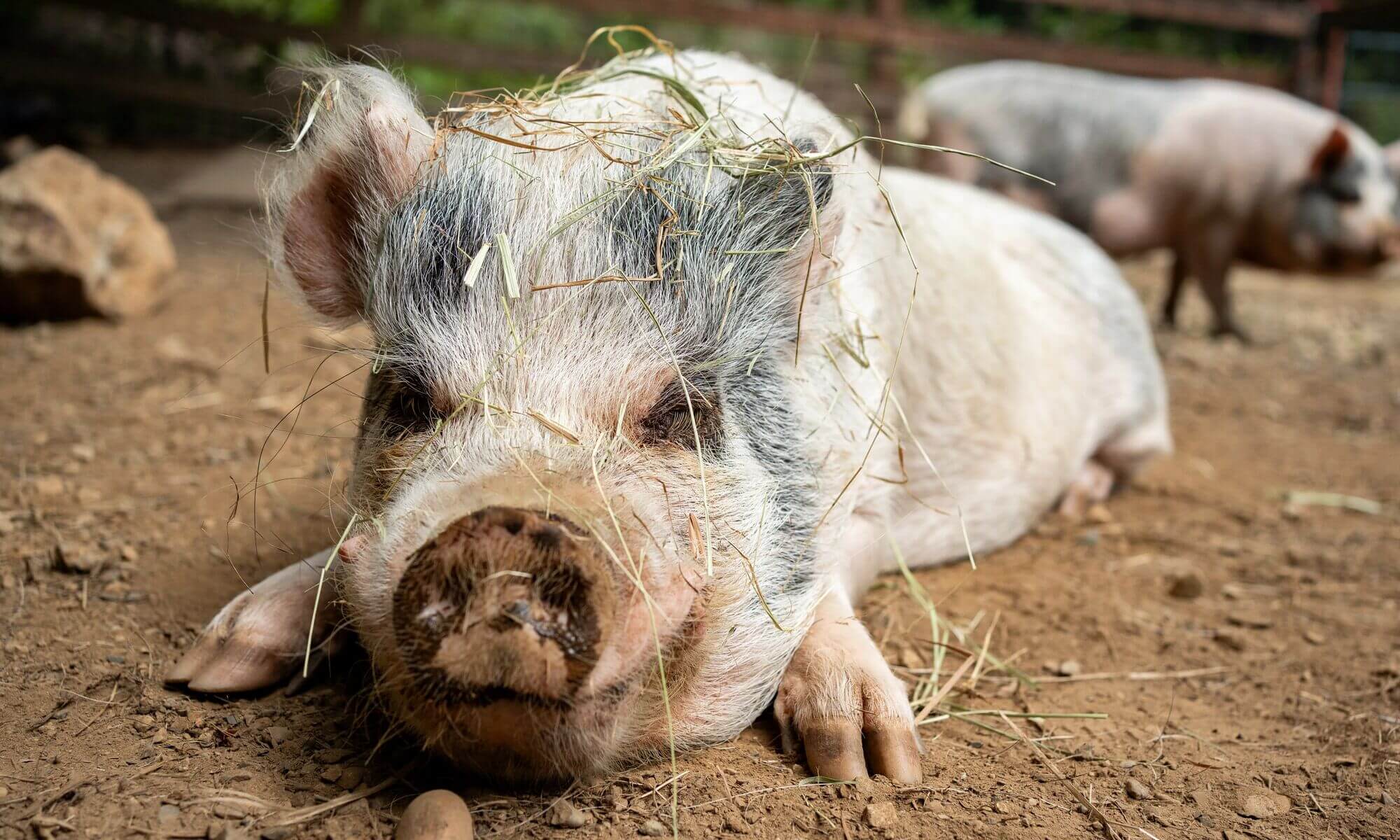 A pig lies contentedly on the ground, covered in hay, with another pig in the background.
