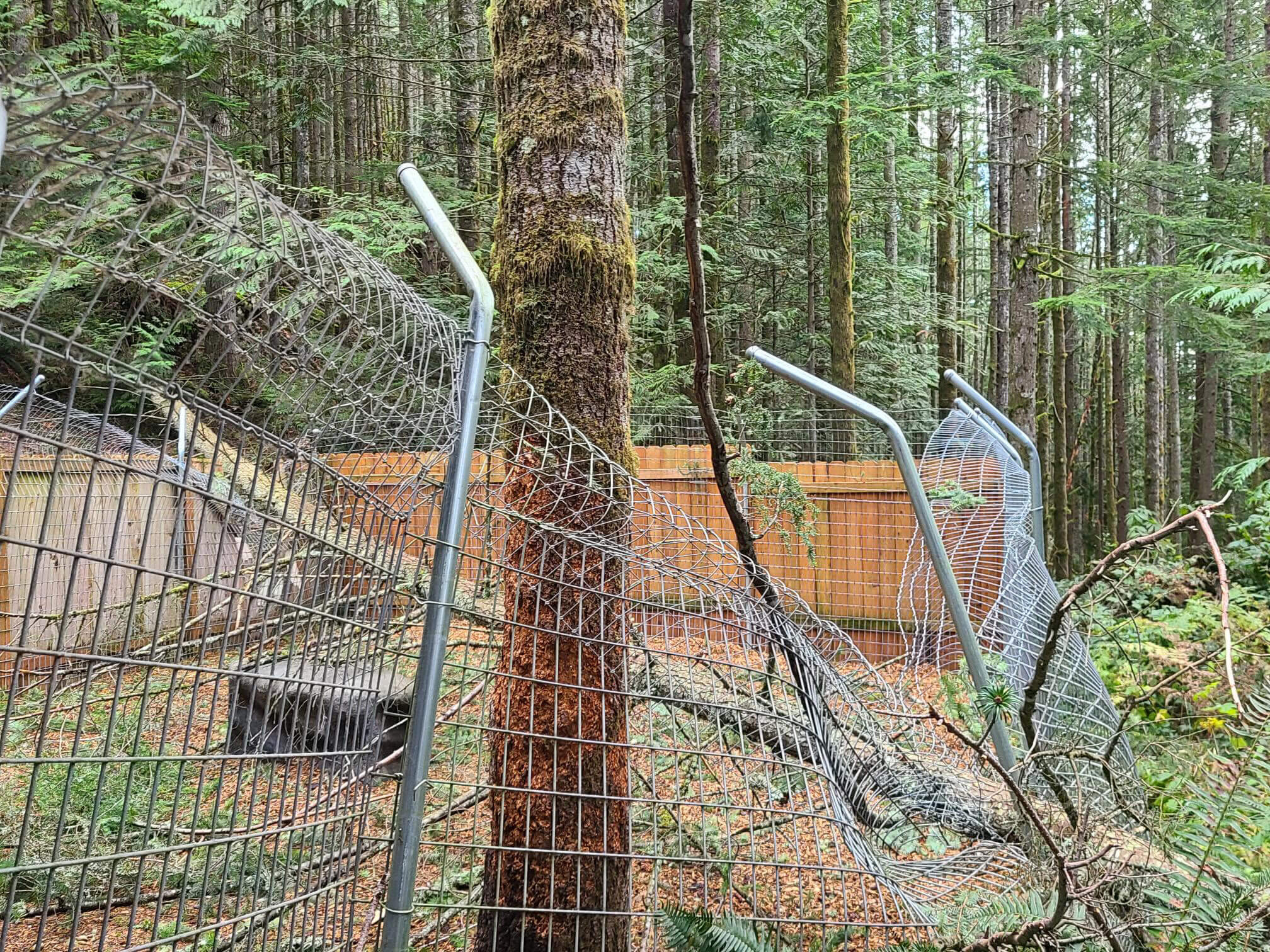 In the forest, evidence of storm damage is clear with bent wire fences and fallen trees scattered about, while an undamaged wooden fence stands resilient in the background, marking a small sanctuary within the chaos.