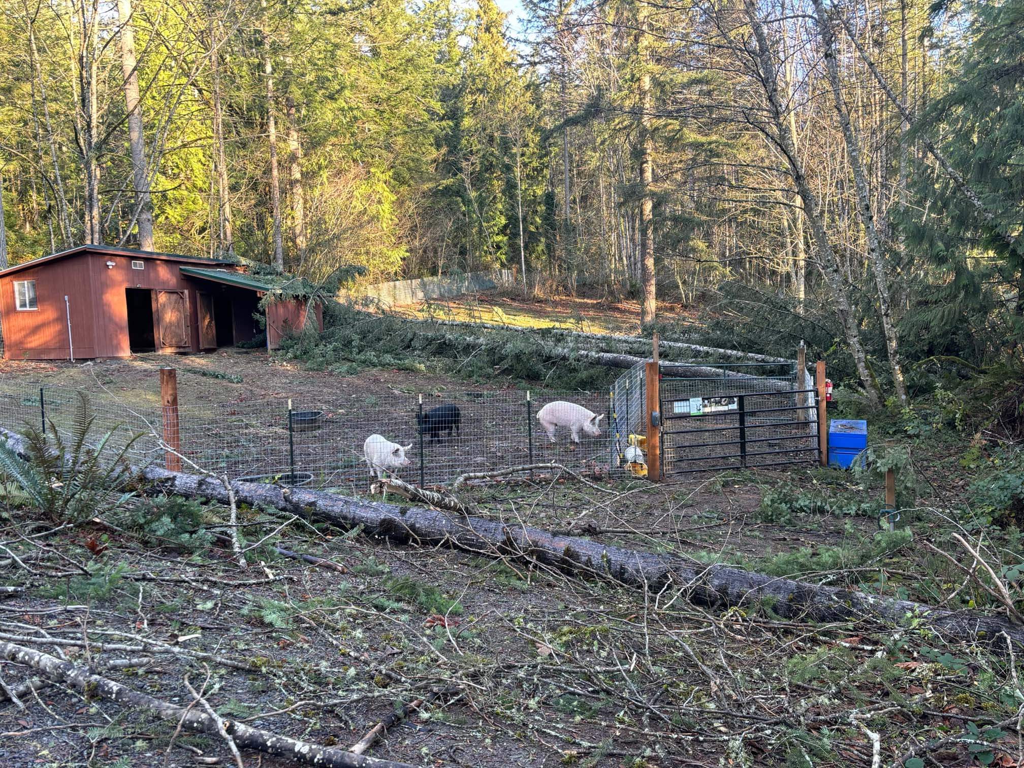 A fenced area with three pigs and fallen trees reveals the storm damage surrounding a brown shed, creating a sanctuary in the forested setting.