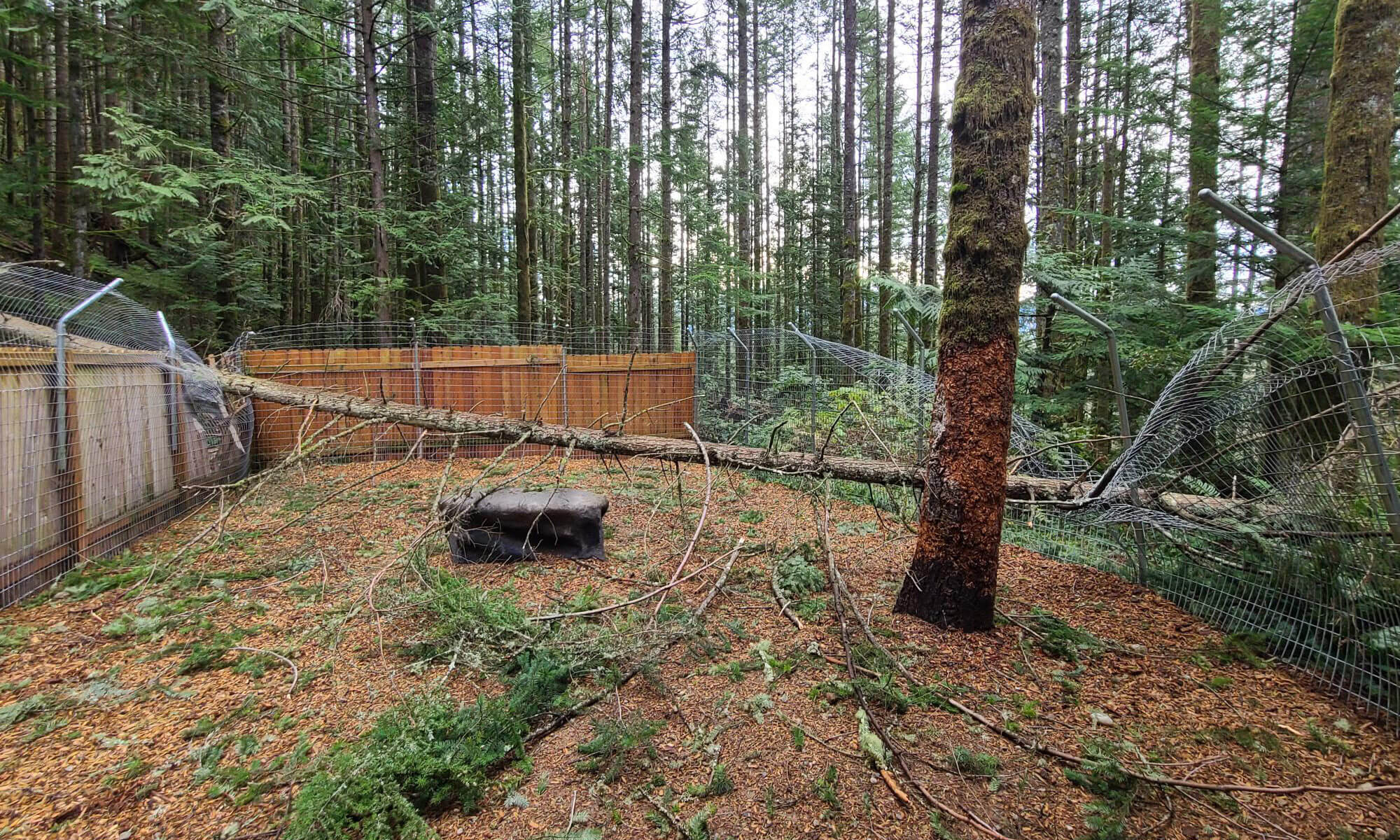 A fallen tree inside a fenced sanctuary reveals branches and debris scattered on the ground, a testament to recent storm damage.