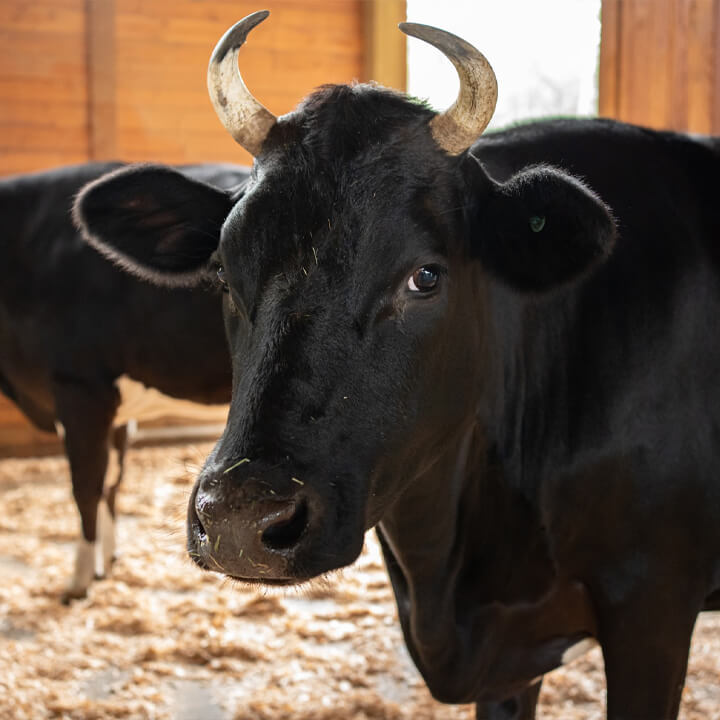 A black cow with curved horns stands indoors on a straw-covered floor, curiously eyeing the camera as if searching for animal pen pals. Another cow is partially visible in the background.