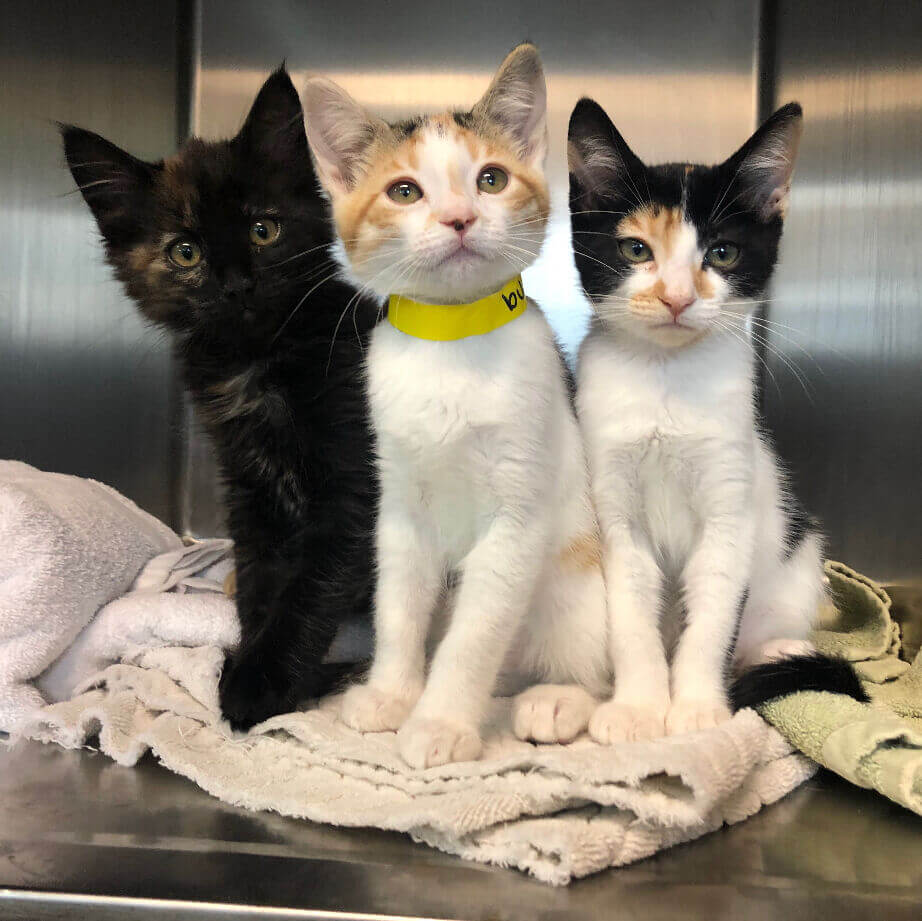 Three kittens sit closely together on a blanket in a metal enclosure, one wearing a yellow collar, during Spay Station Day.