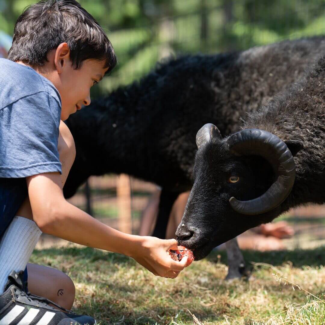 A boy in a blue shirt and white socks feeds a black sheep in a grassy area.
