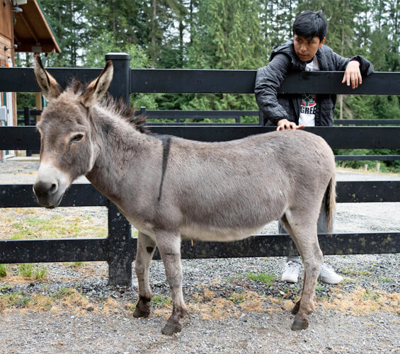 A donkey stands on gravel next to a black fence. A person in a black jacket leans over, petting the donkey.