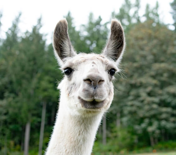 Close-up of a llama, an avid animal pen pal, standing outdoors with a blurred background of trees, ready to share its adventures.