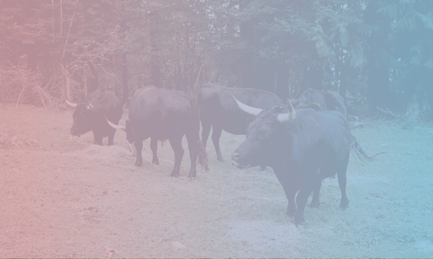 A herd of horned cattle grazes peacefully on grass in a forested area, captured under a pink and blue gradient overlay that beautifully echoes the spirit of the Trans Day of Sanctuary.