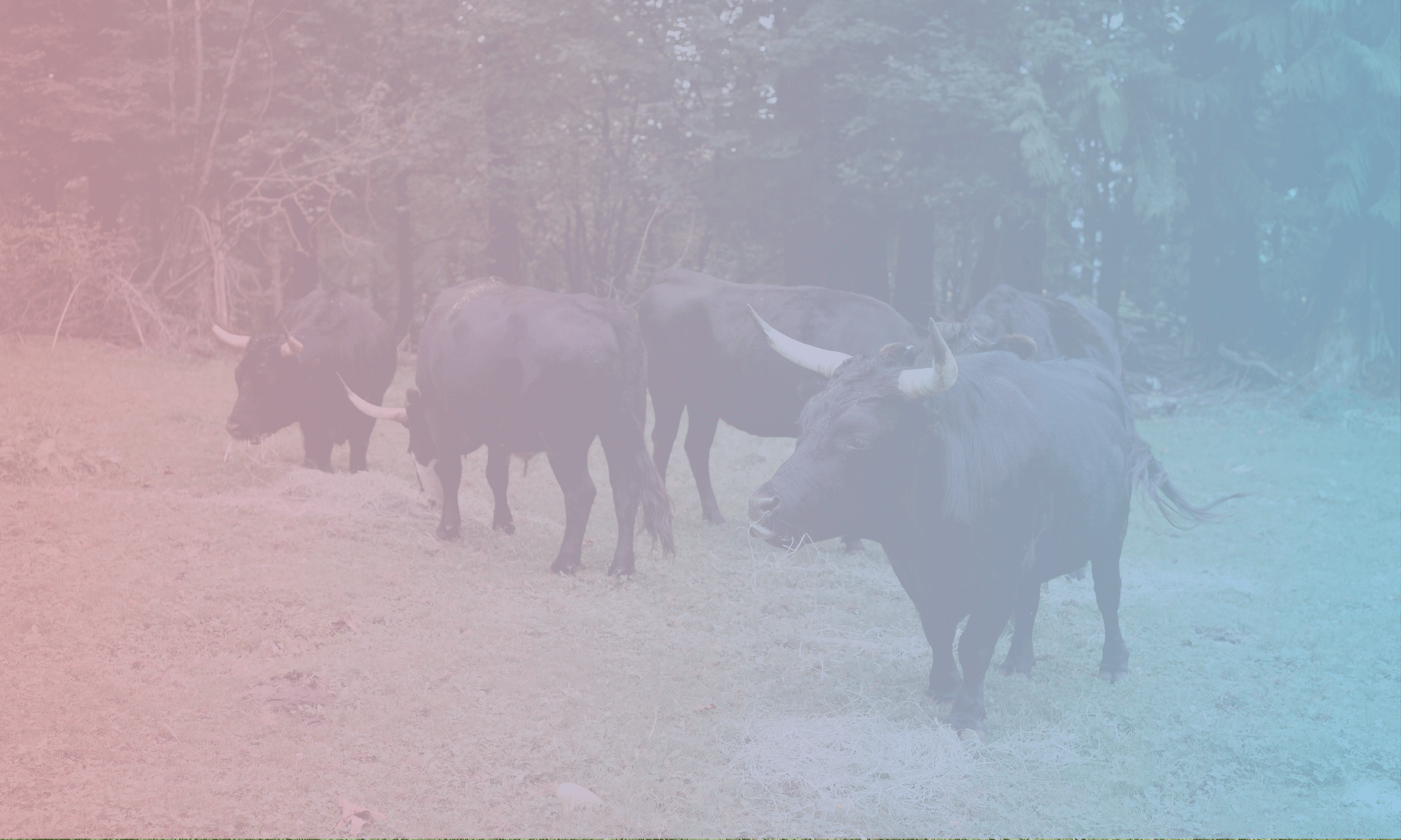 A herd of horned cattle grazes peacefully on grass in a forested area, captured under a pink and blue gradient overlay that beautifully echoes the spirit of the Trans Day of Sanctuary.