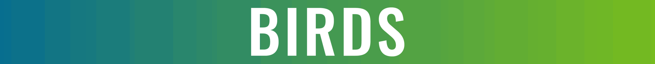 The word "BIRDS" in bold white letters is centered on a horizontal gradient background transitioning from teal to green, evoking fresh themes of Spring animal care and seasonal renewal.