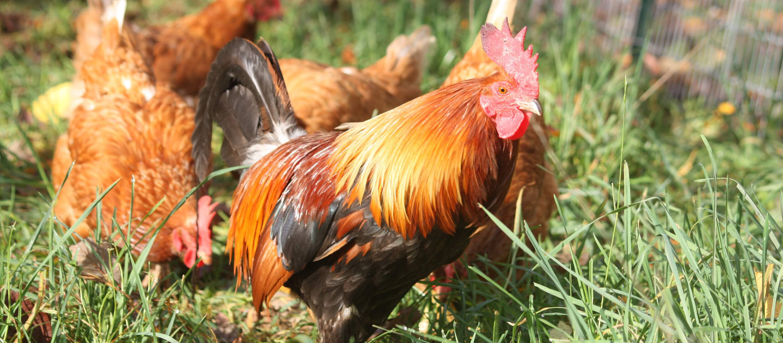 A rooster with vibrant orange and black feathers stands in grass among several brown hens, embodying the joys of Spring animal care.