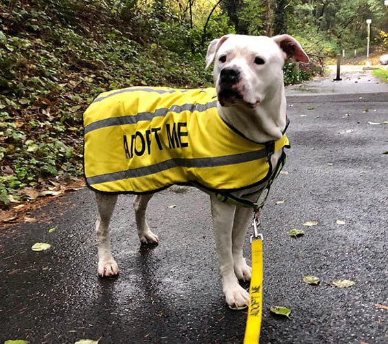 A white dog on a leash wears a yellow reflective jacket labeled 