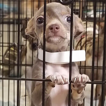A small brown and white dog with a white collar stands on its hind legs, holding onto the bars of a metal crate at an animal rescue WA.
