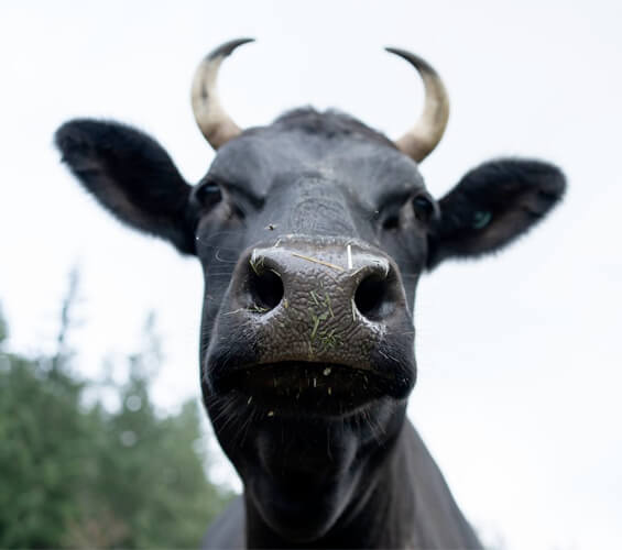 Close-up of a black cow’s face looking directly at the camera with its nostrils and horns visible, outdoors among trees—capturing the calm charm of cows on a sunny July 12.