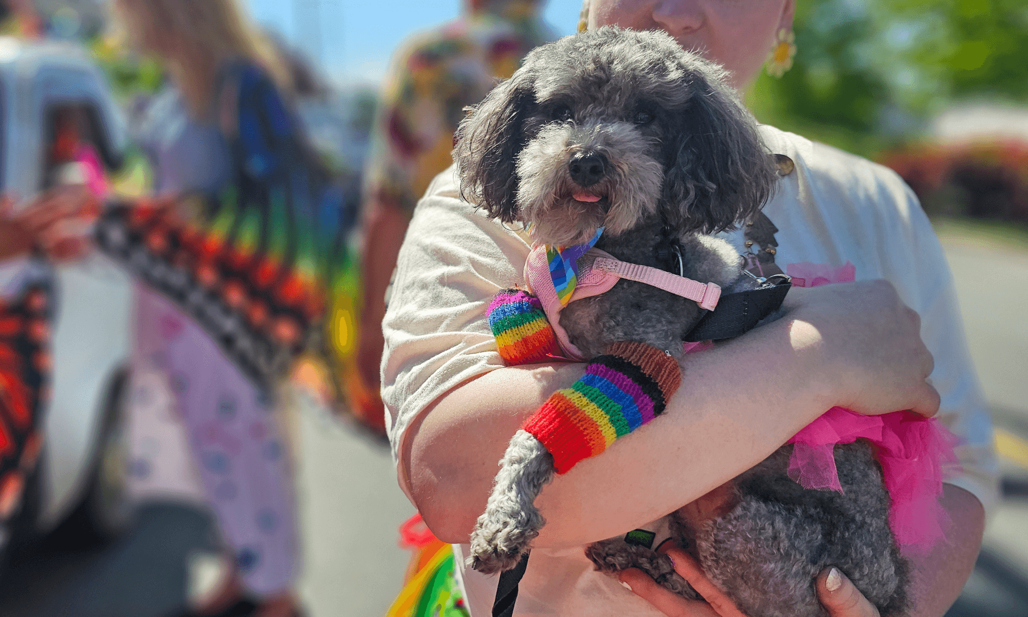 A person holding a small gray dog wearing rainbow-colored accessories at an outdoor Vaccine Clinic, with people and a car blurred in the background.
