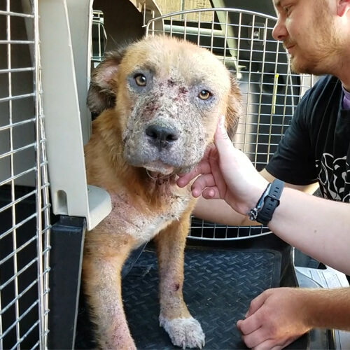 A person gently touches the chin of a dog with visible skin issues, possibly mange, inside an animal crate during investigations and rescue efforts.