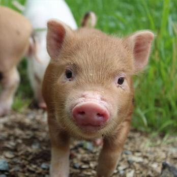 A close-up photo of a brown piglet standing on gravel with grass in the background and another piglet partially visible behind it, highlighting the need for support and different Ways to Give.