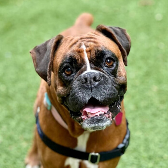 A brown Boxer dog with a black snout and white markings stands on green grass, looking up with its mouth slightly open and wearing a harness—always ready to explore new Ways to Give love and joy.