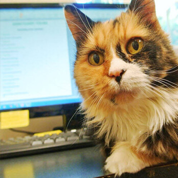 A calico cat sits in front of a computer monitor and keyboard, looking directly at the camera—perhaps contemplating new Ways to Give.