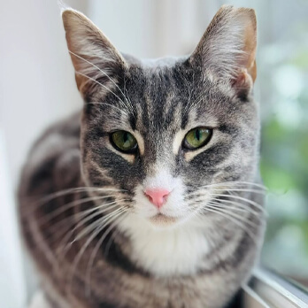 A close-up of a gray and white cat with green eyes sitting by a window, looking directly at the camera—perfect for those interested in Cat Adoption WA.