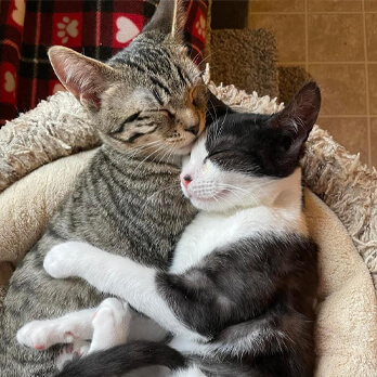 Two cats, one tabby and one black-and-white, are cuddling together and sleeping in a cozy pet bed—reminding us of the warmth and comfort your support through Ways to Give can provide to animals in need.