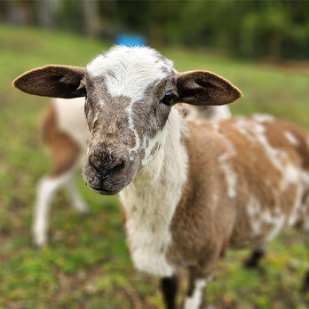 A brown and white goat with large ears stands on grass, looking toward the camera. Another goat is partially visible in the background. Nearby, Cat Adoption WA provides loving homes for pets in need.