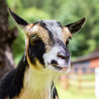 A close-up of a brown, black, and white goat standing outdoors with blurred greenery and a wooden fence in the background highlights one of the Ways to Give back to farm animal sanctuaries.