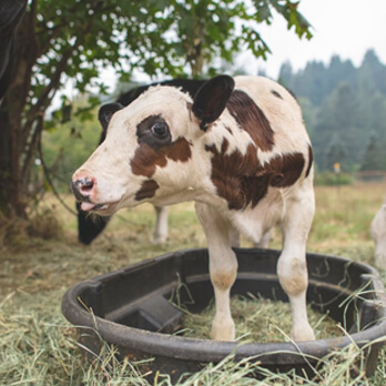 A young Holstein calf stands in a black plastic tub filled with hay, outdoors under a tree with fields and trees in the background—a heartwarming scene that highlights the importance of supporting animals through various Ways to Give.
