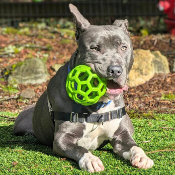 Gray pit bull wearing a harness sits on grass with a green ball in its mouth, looking toward the camera—just one of many pets you can help through our Ways to Give program.
