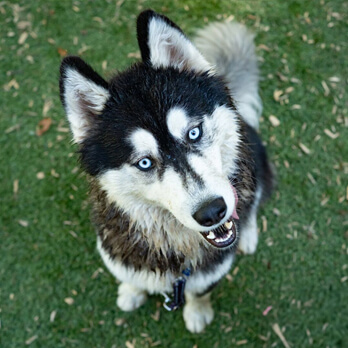 A Siberian Husky with blue eyes sits on grass, looking up at the camera with its mouth slightly open—an adorable moment for anyone interested in Dog Adoption WA.