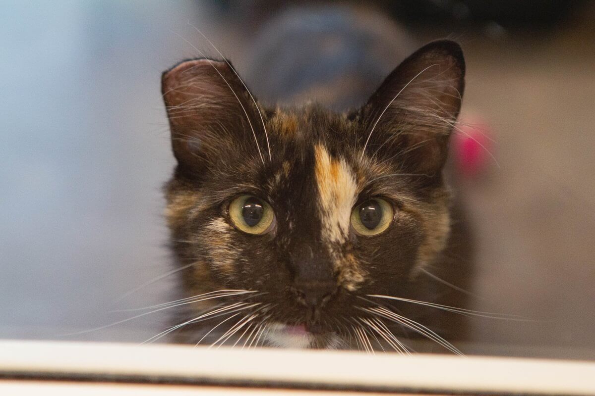 A close-up of a tortoiseshell cat with green eyes looking directly at the camera, highlighting the beauty often found in felines assisted by Feral Cat Resources.