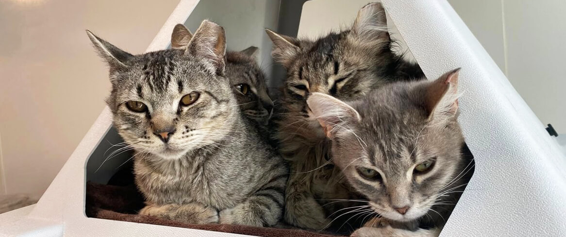 Four grey tabby cats are grouped closely together inside a white triangular cat shelter, looking out with calm expressions—a cozy scene that highlights the importance of winter animal care and seasonal pet tips.